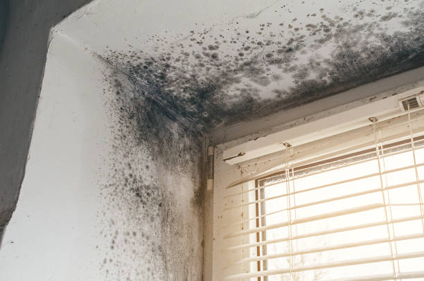 Affordable Mold Remediation solutions in Port Monmouth, NJ